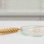 Goldene Weizenähre auf weißer Laborfläche neben einer Petrischale - Symbol für die Erforschung der Glutensensitivität