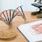 DNA-Modell neben Weizenkörnern - genetische Ursachen der Zöliakie